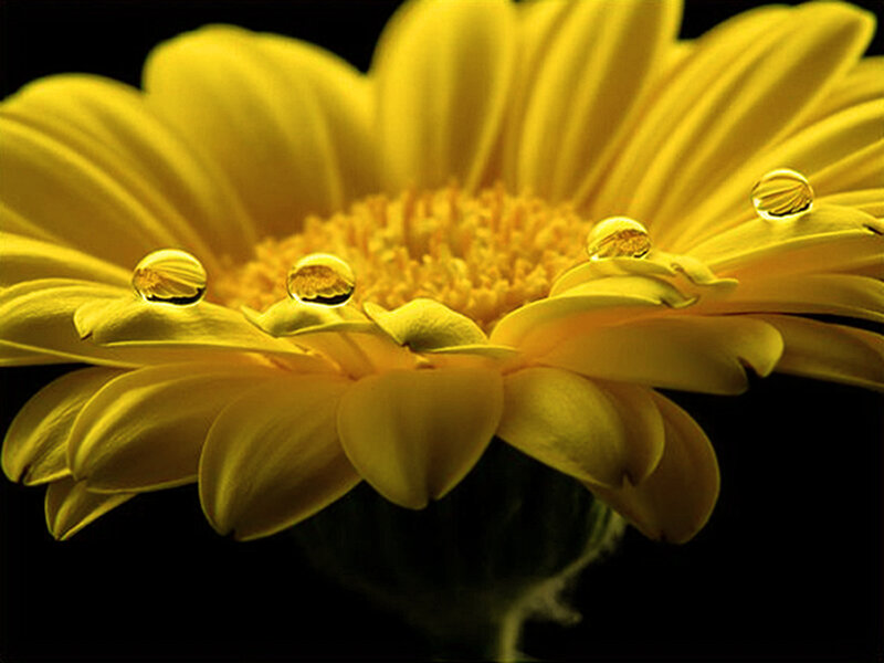 Yellow Daisy Flower — Dramatic, Photograph, Water Droplets