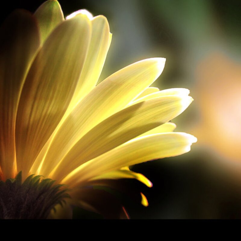 Yellow Daisy Flower — Dramatic, Sunset