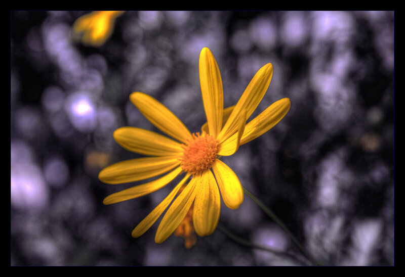 Yellow Daisy Flower — Dramatic
