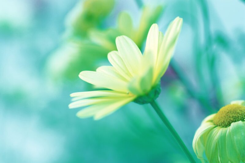 Yellow Daisy Flower — Green