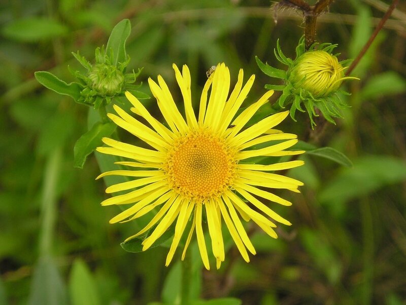 Yellow Daisy Flower — Natural, Afternoon, Photograph