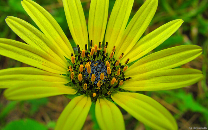 Yellow Daisy Flower — Natural, Afternoon