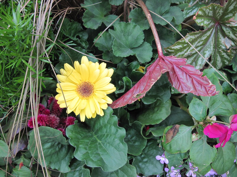 Yellow Daisy Flower — Natural, Spring