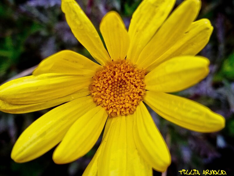 Yellow Daisy Flower — Natural