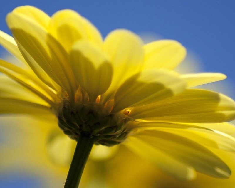 Yellow Daisy Flower — Serene, Afternoon, Photograph, Blue Sky, Blue, Green