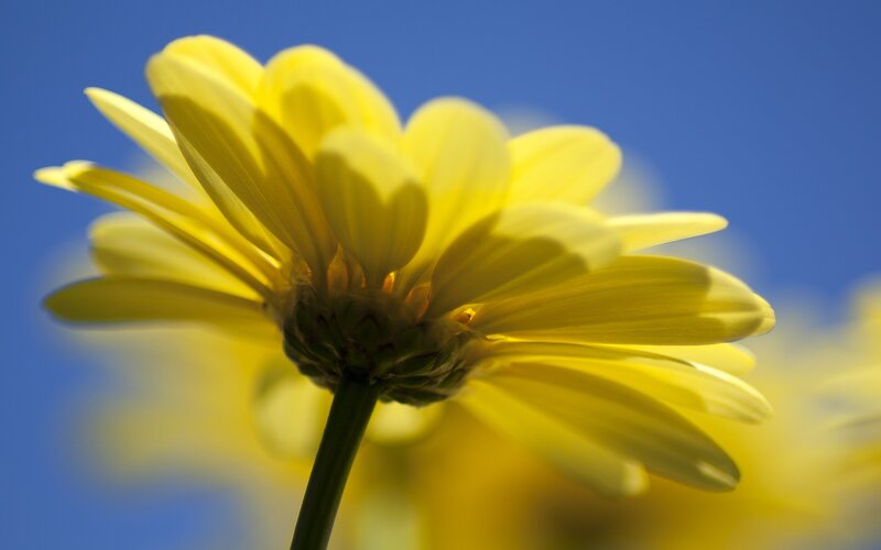 Yellow Daisy Flower — Serene, Afternoon, Photograph, Blue Sky, Blue