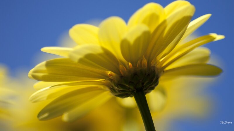 Yellow Daisy Flower — Serene, Afternoon, Photograph, Blue Sky, Flower Stem
