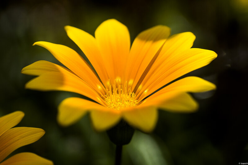 Yellow Daisy Flower — Serene, Afternoon, Photograph, Petals, Stamen