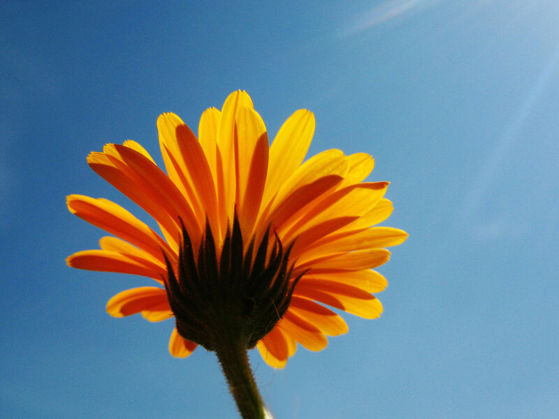 Yellow Daisy Flower — Serene, Afternoon, Photograph, Stem