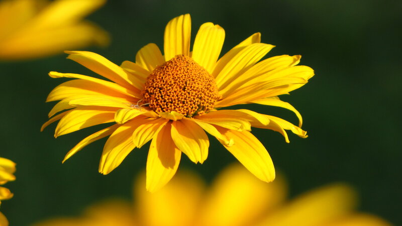 Yellow Daisy Flower — Serene, Afternoon, Photograph