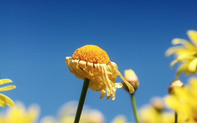 Yellow Daisy Flower — Serene, Blue Sky
