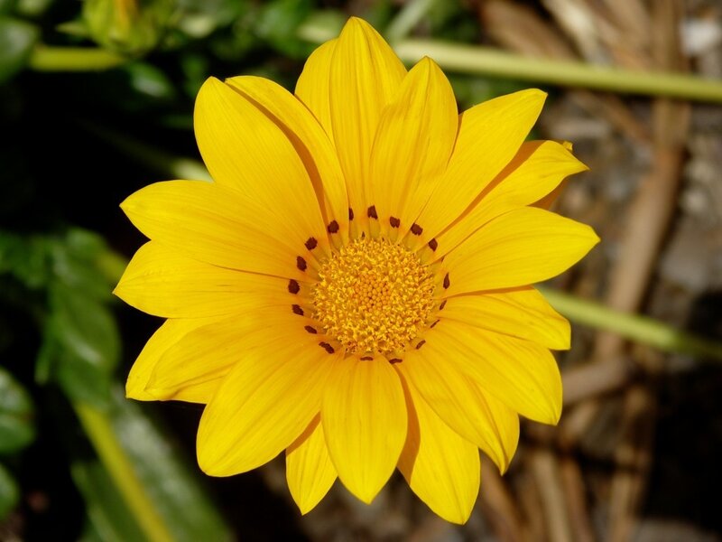 Yellow Daisy Flower — Serene, Daytime