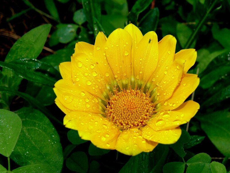 Yellow Daisy Flower — Serene, Morning