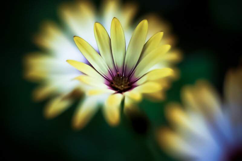 Yellow Daisy Flower — Serene, Photograph, Petals