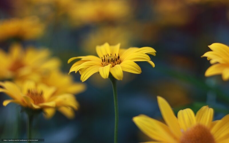 Yellow Daisy Flower — Serene, Photograph, Stem, Background