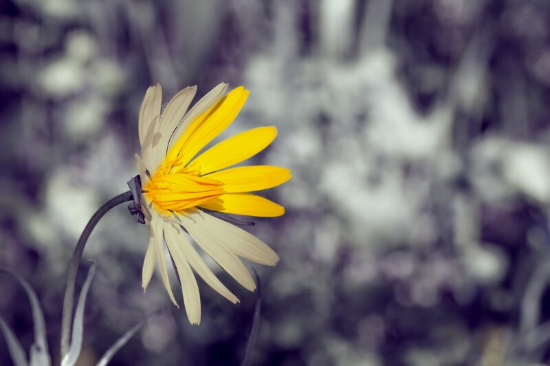Yellow Daisy Flower — Serene, Photograph, Stem, Blurred Background