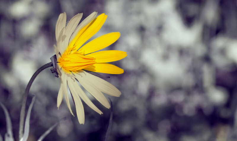 Yellow Daisy Flower — Serene, Photograph, Stem