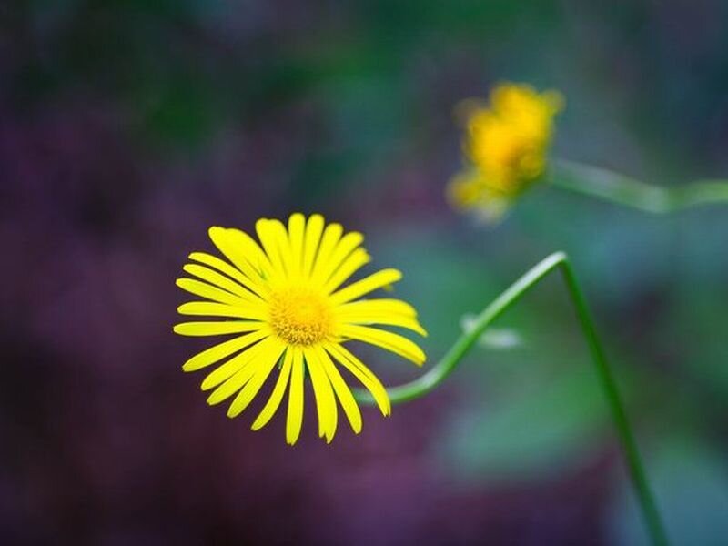 Yellow Daisy Flower — Serene, Photograph