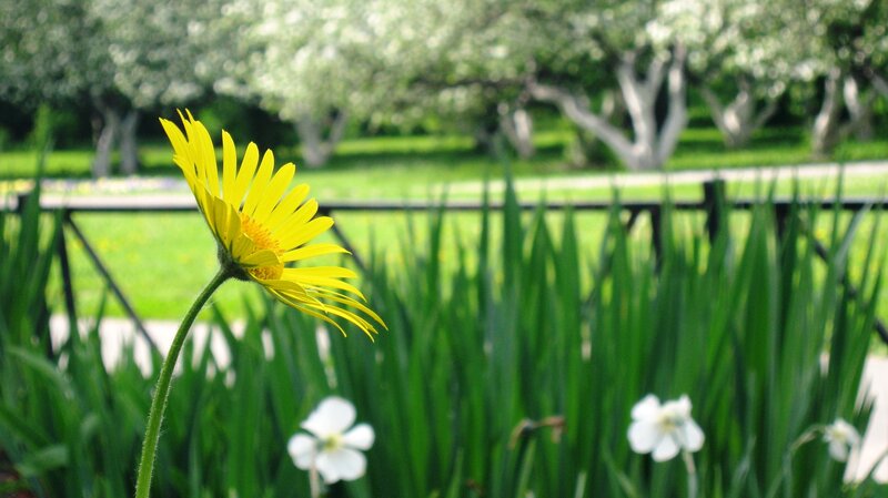 Yellow Daisy Flower — Serene, Spring