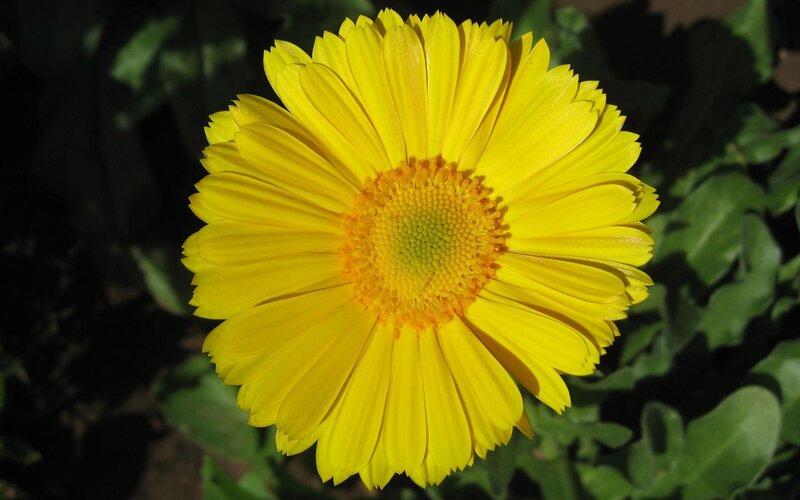 Yellow Daisy Flower — Serene