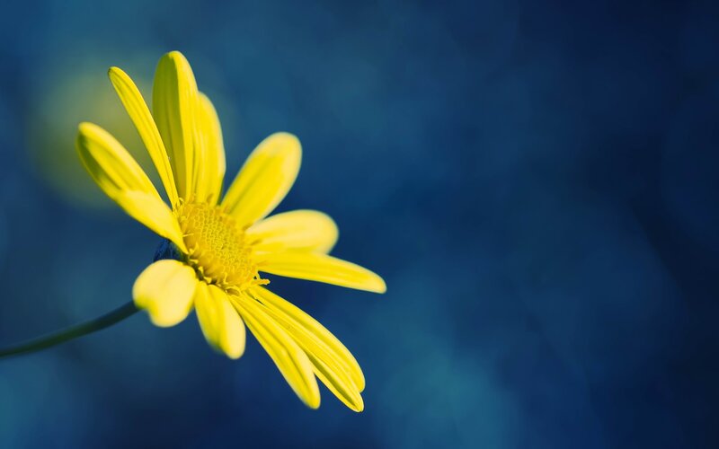 Yellow Daisy Flower — Stem