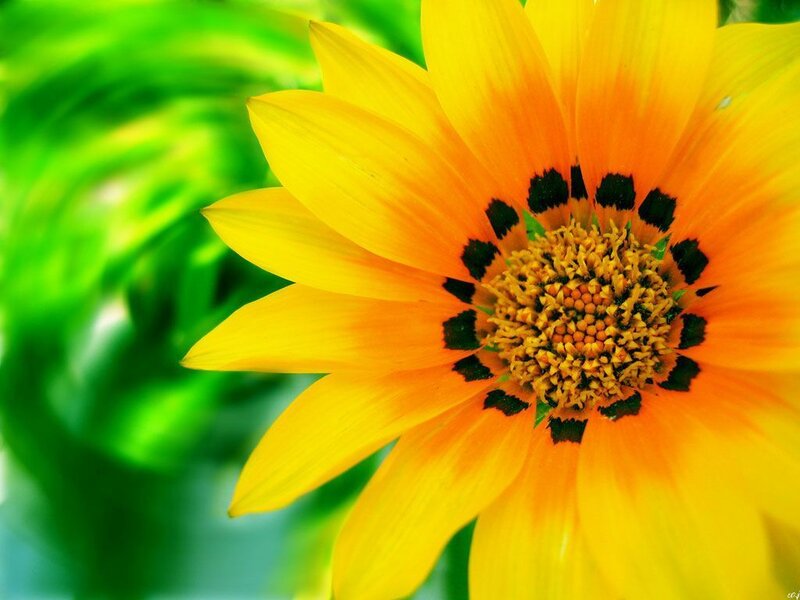 Yellow Daisy Flower — Vibrant, Afternoon