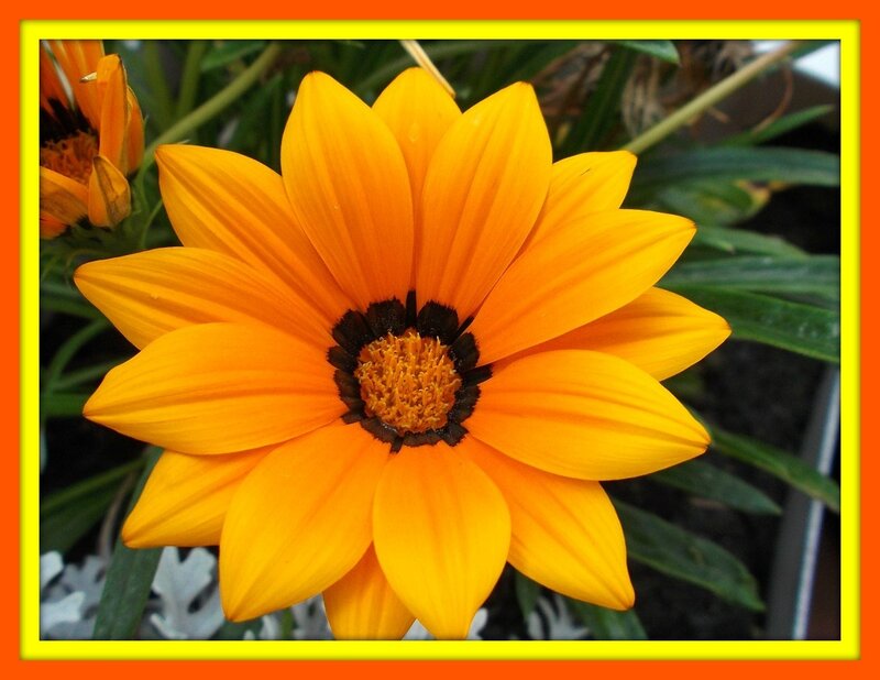 Yellow Daisy Flower — Vibrant, Photograph, Leaves