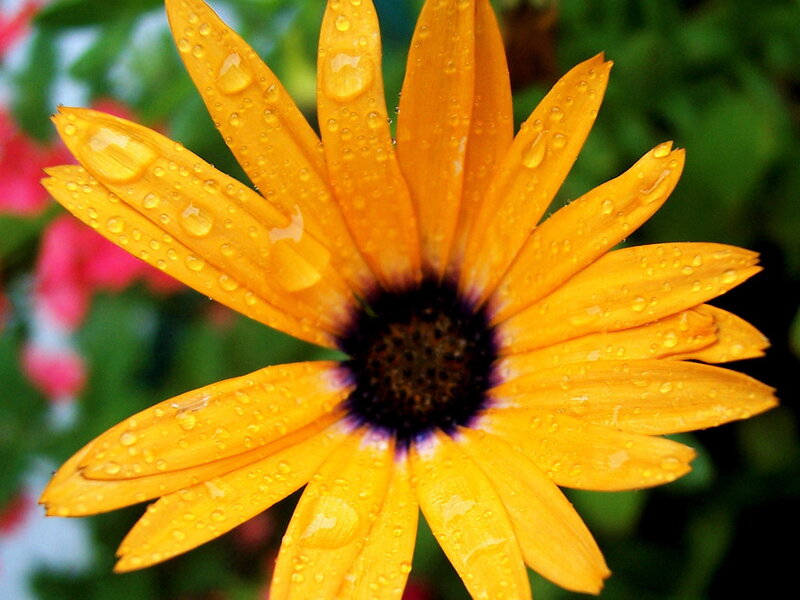 Yellow Daisy Flower — Vibrant, Photograph, Raindrops
