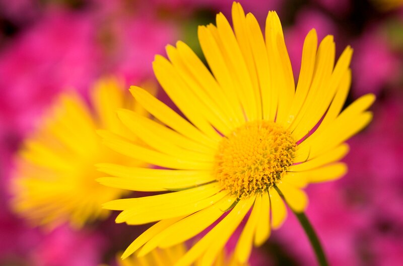 Yellow Daisy Flower — Vibrant, Photograph
