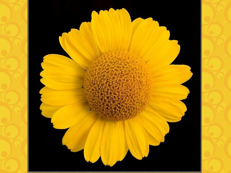 Yellow Daisy Flower — Vibrant