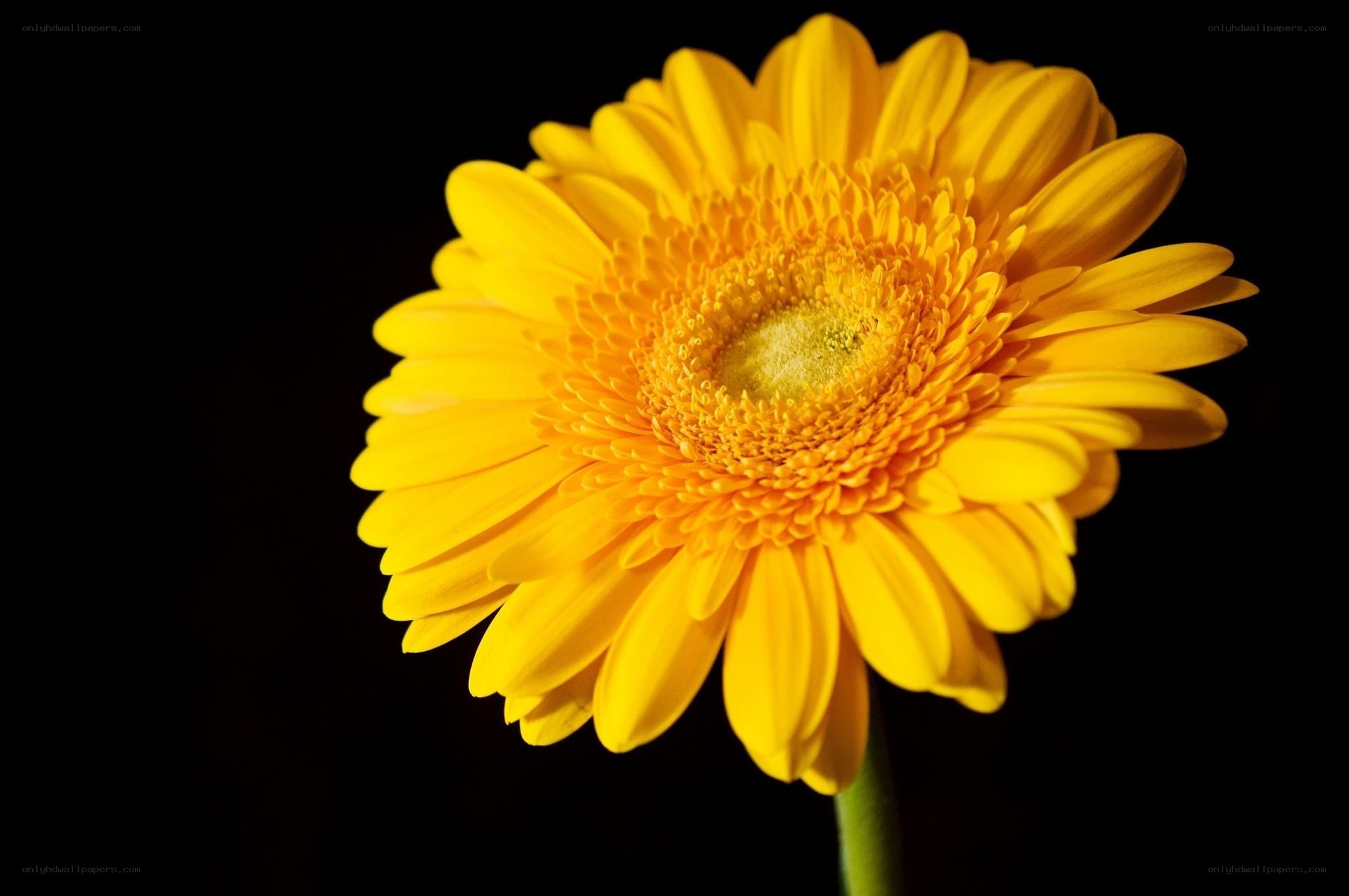 Yellow daisy flower
