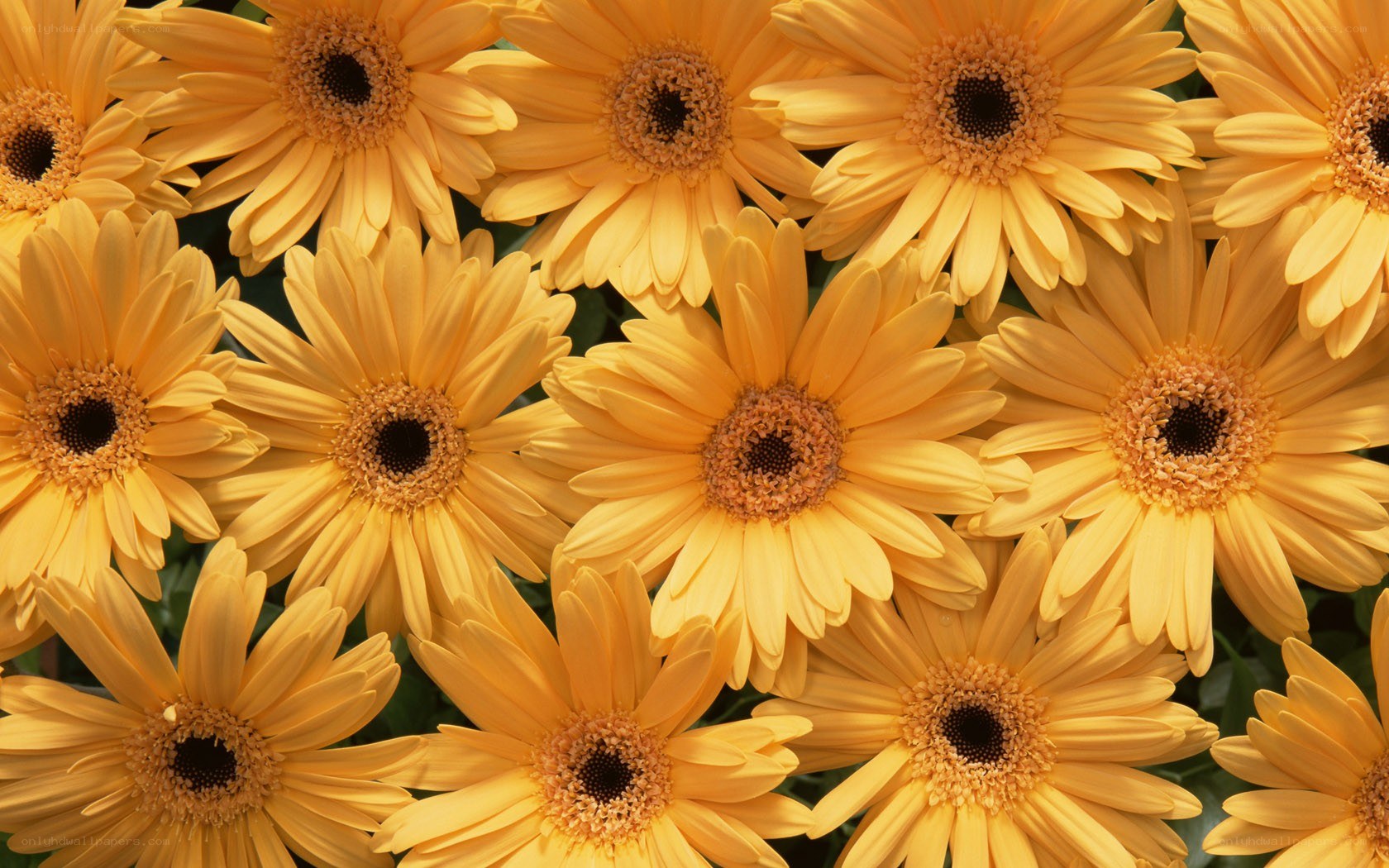 Yellow daisy flowers