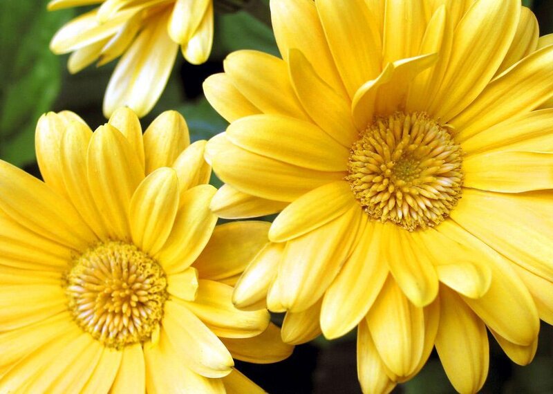 Yellow daisy flowers
