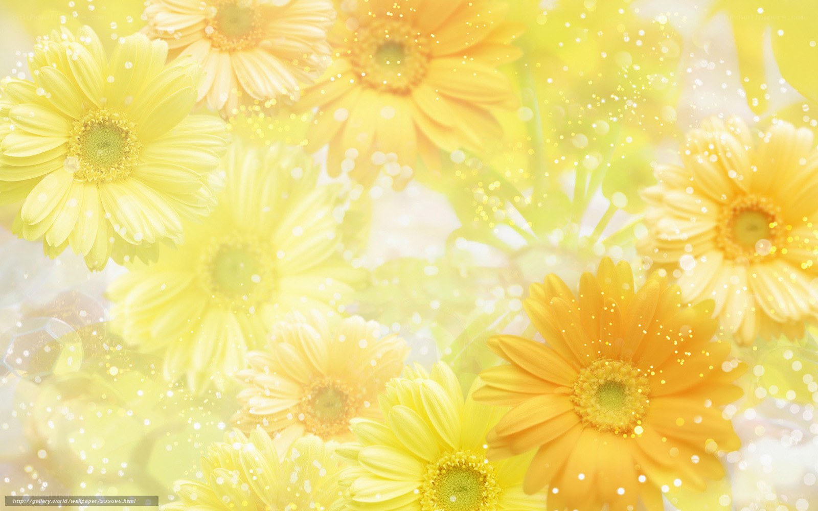 Yellow daisy flowers background