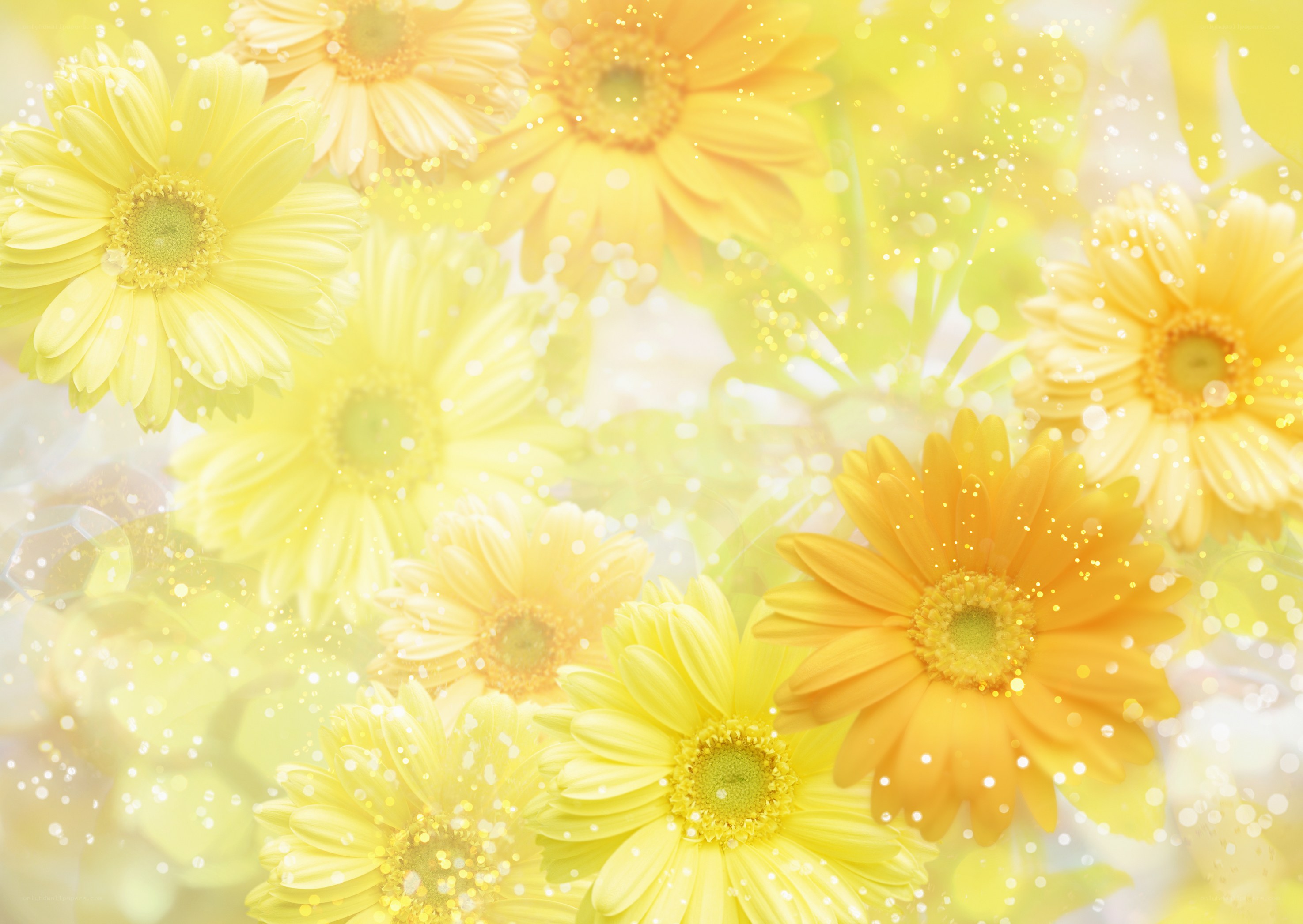 Yellow daisy flowers background