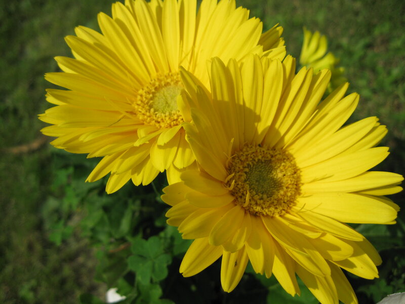 Yellow Daisy Flowers — Bright, Afternoon, Photograph, Green Leaves