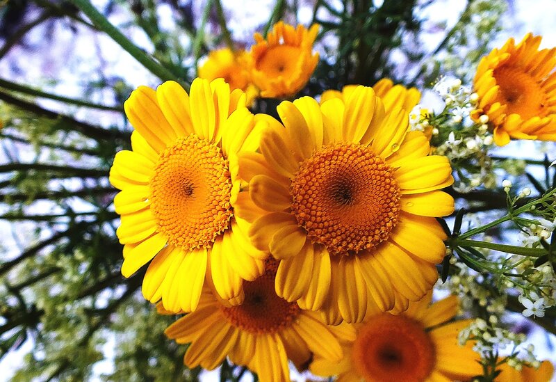 Yellow Daisy Flowers — Bright, Afternoon, Photograph, Green Stems