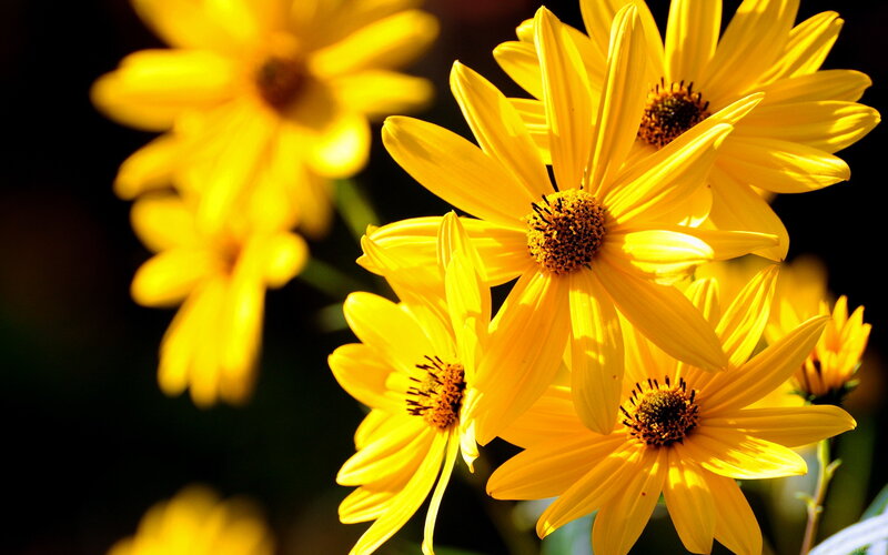 Yellow Daisy Flowers — Bright, Afternoon, Photograph, Sunlight