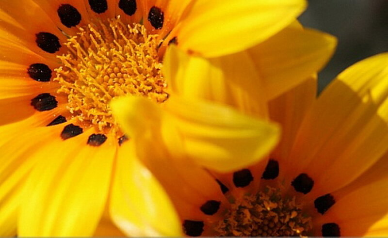 Yellow Daisy Flowers — Bright, Afternoon, Photograph