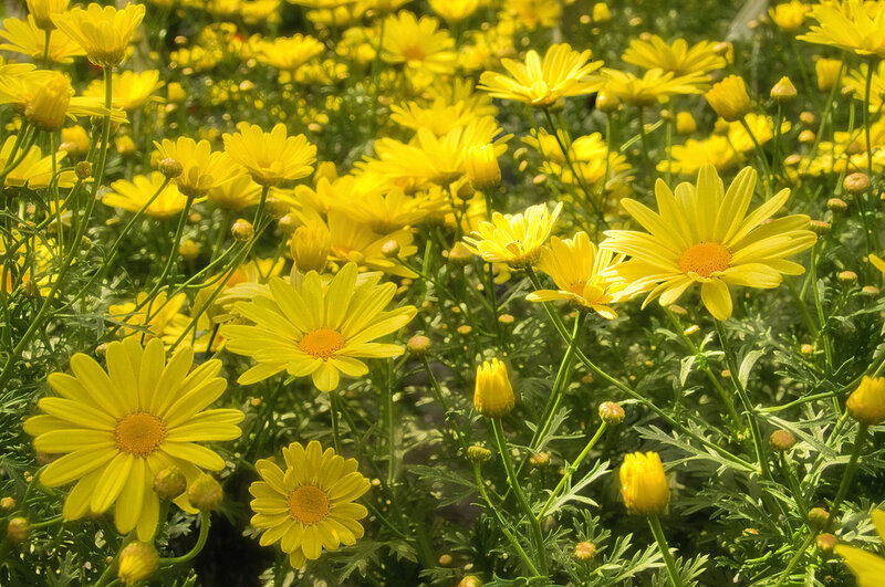 Yellow Daisy Flowers — Bright, Afternoon