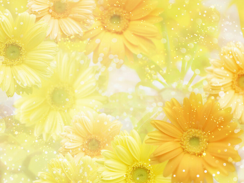 Yellow Daisy Flowers — Bright, Morning