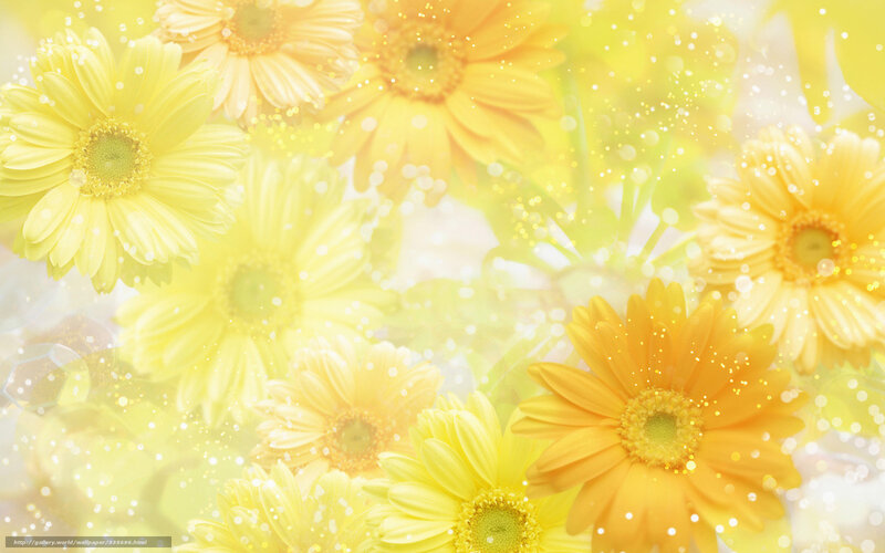 Yellow Daisy Flowers — Bright, Photograph, Bokeh, Sparkles