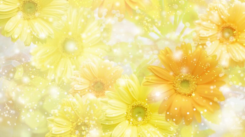 Yellow Daisy Flowers — Bright, Photograph, Bokeh