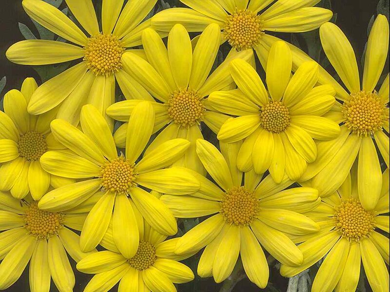 Yellow Daisy Flowers — Bright, Photograph, Petals