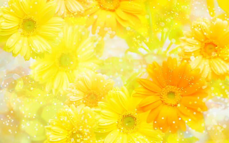 Yellow Daisy Flowers — Bright, Photograph, Sunlight