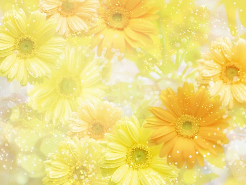 Yellow Daisy Flowers — Bright, Spring, Photograph, Bokeh