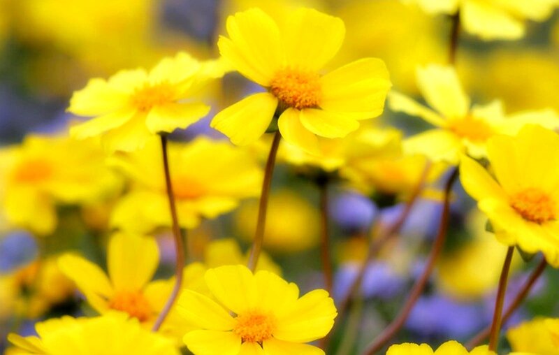 Yellow Daisy Flowers — Bright, Spring, Photograph, Stems