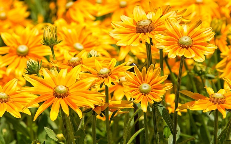 Yellow Daisy Flowers — Bright, Summer, Photograph, Stems
