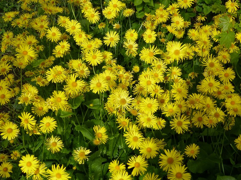 Yellow Daisy Flowers — Bright, Summer, Photograph