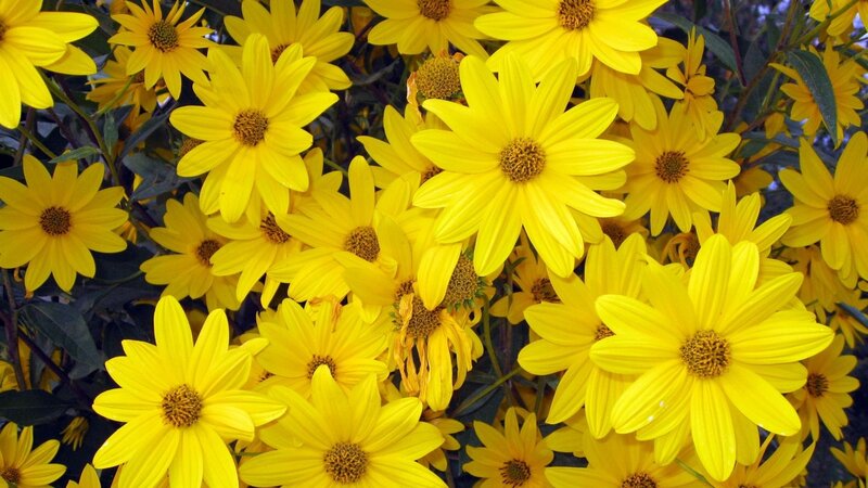 Yellow Daisy Flowers — Bright, Summer